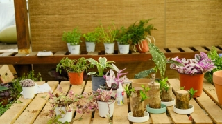 旺姻缘：家里养什么可以招桃花