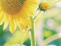 斩烂桃花：桃木斩斩烂桃花 轻松斩断烂桃花的小秘法