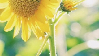 斩烂桃花：桃木斩斩烂桃花 轻松斩断烂桃花的小秘法