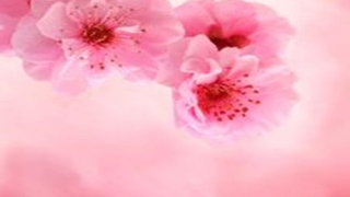 斩烂桃花：【斩断烂桃花最灵的方法】斩断老公的烂桃花，有风水绝招