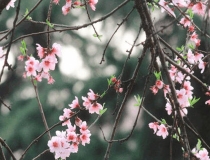 斩烂桃花：斩烂桃花的风水摆件