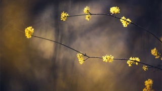 超度法事：用烟供来超度亡灵，道长是这样说的