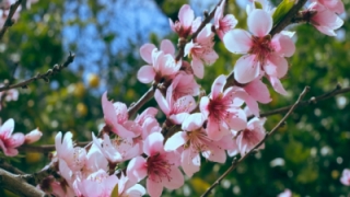 化太岁：如何破解冲太岁，犯太岁你一定要知道的命理常识