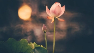 婴灵超度：不足三个月没有婴灵的说法解析