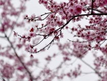 斩烂桃花：怎么断老公烂桃花 可以用这2个吉祥物来化解