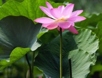 旺姻缘：教你招桃花运