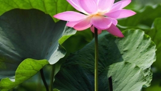 旺姻缘：教你招桃花运