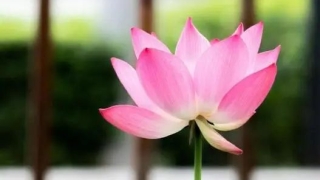 婴灵超度：在庙里超度堕胎婴灵有效果吗 ， 佛家超度