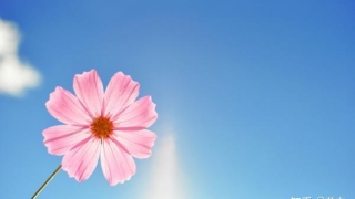 旺姻缘：如何催旺自己的桃花运？招桃花很灵的方法。