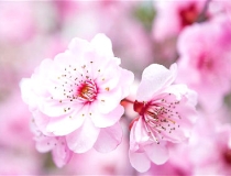 旺姻缘：招桃花摆放什么植物好