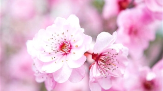 旺姻缘：招桃花摆放什么植物好