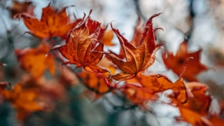 财库财运：为什么离婚后财运差 相应的解决方法