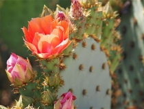 婴灵超度：道教符咒72图之超度婴灵符