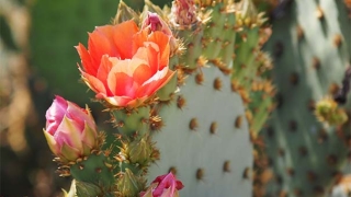 婴灵超度：道教符咒72图之超度婴灵符