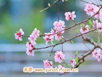 旺姻缘：招桃花很灵的方法