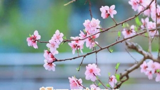 旺姻缘：招桃花很灵的方法