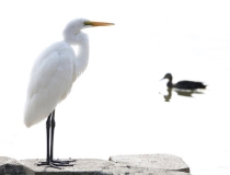 民俗文化：用什么辟邪效果好 辟邪厉害的东西分享