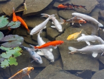 财库财运：一个人财运差有很多原因，该如何化解财运不佳