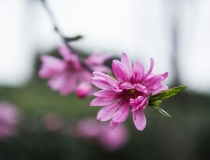 斩烂桃花：哪些物品可以挡烂桃花 烂桃花化解方法