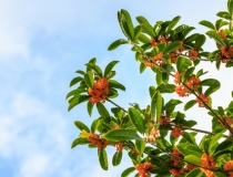 财库财运：新春招财旺运方法，春节来临一定要注意了