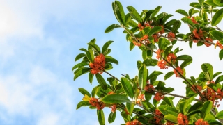 财库财运：新春招财旺运方法，春节来临一定要注意了