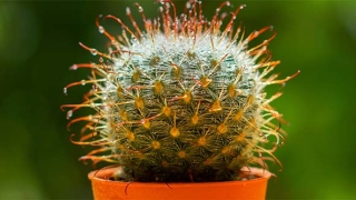 还受生债：大师教你还阴债正确的咒语