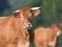 化太岁：2022年犯太岁的生肖有哪些，有没有犯太岁就来看看