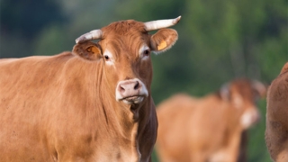 化太岁：2022年犯太岁的生肖有哪些，有没有犯太岁就来看看