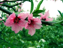 斩烂桃花：12生肖怎样斩断烂桃花？