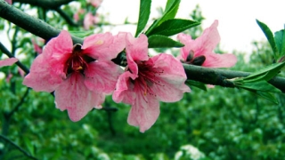 斩烂桃花：12生肖怎样斩断烂桃花？