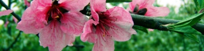 斩烂桃花：12生肖怎样斩断烂桃花？