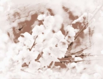 斩烂桃花：超实用的斩桃花方法有哪些