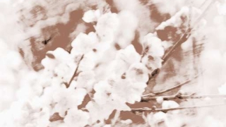 斩烂桃花：超实用的斩桃花方法有哪些