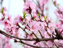 斩烂桃花：已婚男断烂桃花 需让对方心甘情愿地去断 这样才能治标又治本