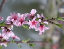 旺姻缘：在民间旺姻缘招桃花的方法