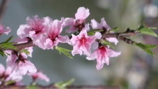 旺姻缘：在民间旺姻缘招桃花的方法