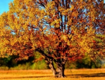 财库财运：补财库古法,具体怎么做,详细步骤是这样的