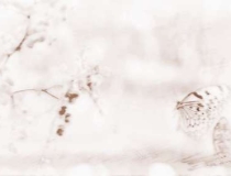 旺姻缘：招桃花运的植物