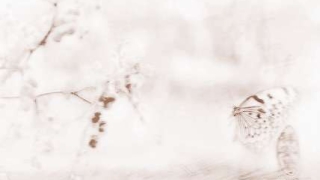 旺姻缘：招桃花运的植物