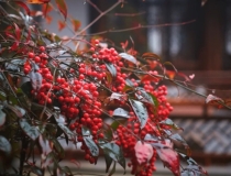 婴灵超度：婴灵缠身的表现,婴灵会对我们有哪些不利的影响,应该要怎么化解