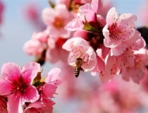 斩烂桃花：瓷公鸡斩烂桃花 帮你赶走小三的好办法