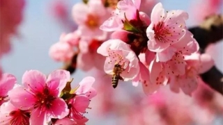 斩烂桃花：瓷公鸡斩烂桃花 帮你赶走小三的好办法