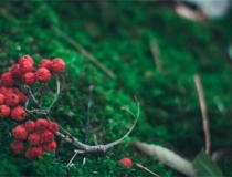 斩烂桃花：斩烂桃花的桃木剑怎么摆放 这种斩桃花方法要记得了