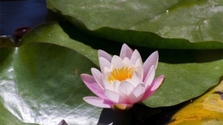 婴灵超度：佛教、道教给堕胎灵婴回向超度的各种格式