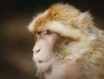 化太岁：1980年属猴2022年冲太岁运势怎么样，80年42岁生肖猴犯太岁破解方法