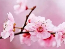 旺姻缘：教你几招7天快速招到正缘桃花