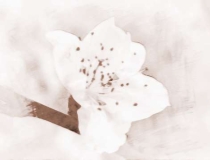 旺姻缘：如何催姻缘招桃花最灵验