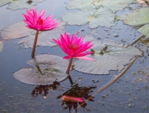 还受生债：自然胎停还阴债怎么去做比较好