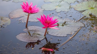 还受生债：自然胎停还阴债怎么去做比较好