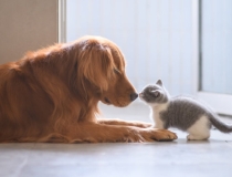 超度法事：动物往生咒解救众生法事超度收费标准